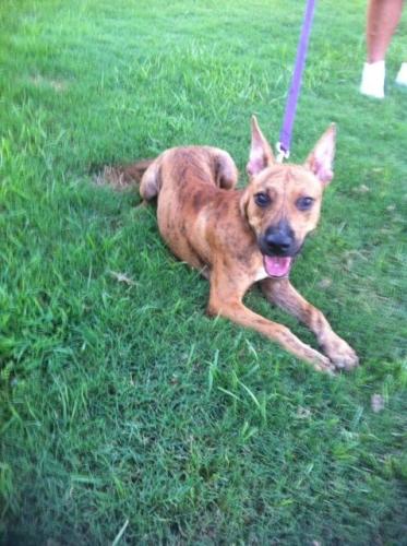 Buzz, an adoptable Boxer, Bull Terrier in Baton Rouge, LA, 70814 | Photo Image 2