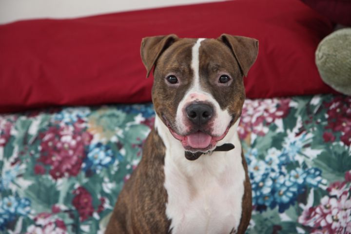 Ace, an adopted American Staffordshire Terrier & Dachshund Mix in Madison, WI_image-1