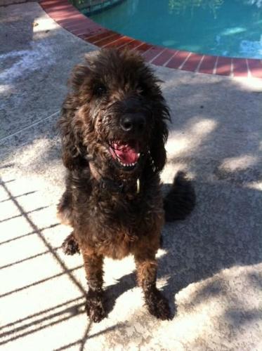 TX - Lilly, an adopted Labrador Retriever & Poodle Mix in Jackson, NJ_image-1
