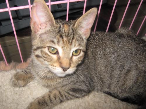 BINDI LOVES PEOPLE FOSTERED WITH DOGS, an adoptable Tabby in Danville, CA, 94526 | Photo Image 1