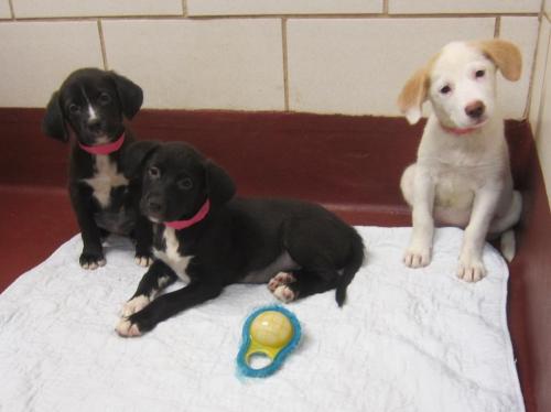 Suri, Kimmi, Marla, & Annie 1