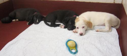 Suri, Kimmi, Marla, & Annie, an adopted Labrador Retriever Mix in Marietta, GA_image-2