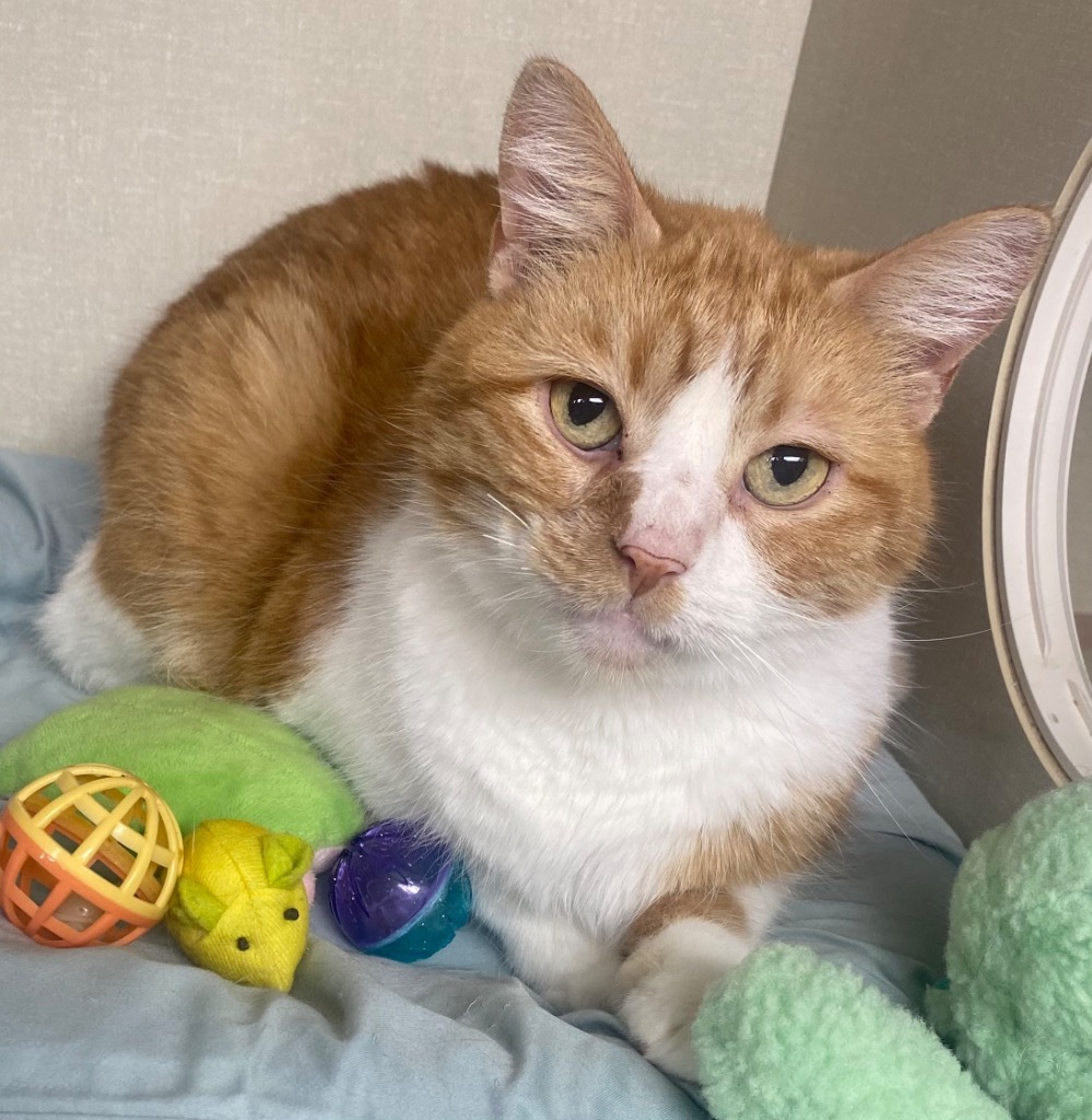 Cake fka Lenny, an adoptable Domestic Long Hair in Ballwin, MO, 63011 | Photo Image 1