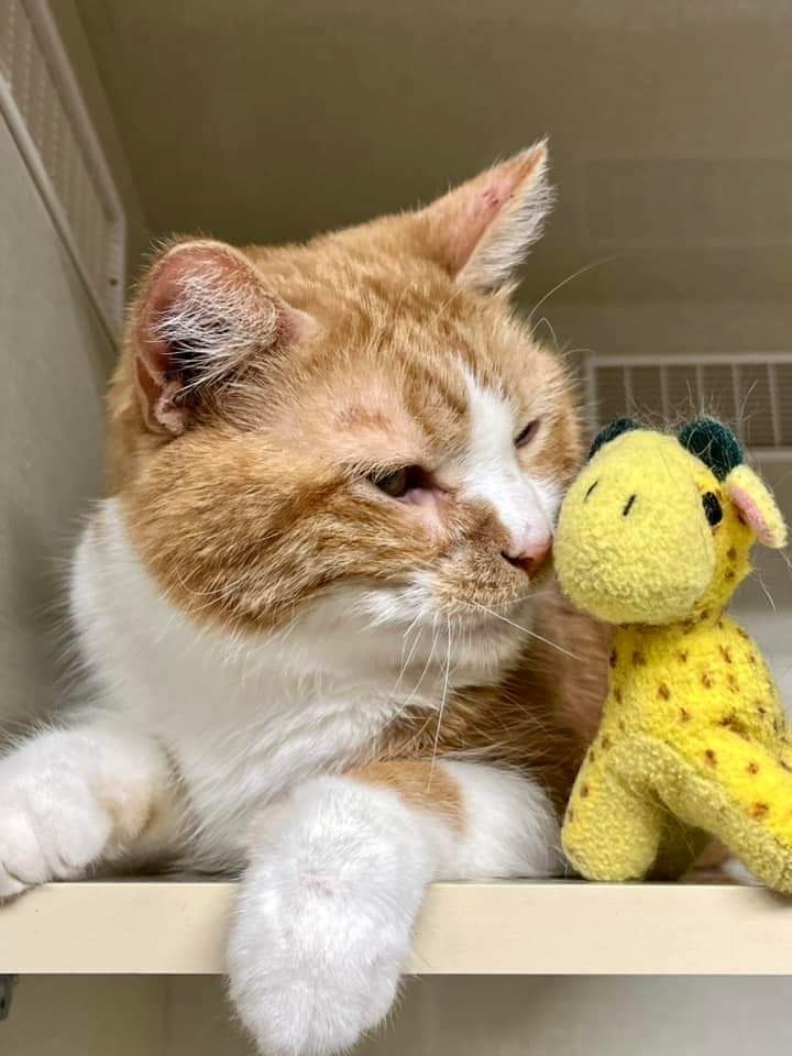 Cake fka Lenny, an adoptable Domestic Long Hair in Ballwin, MO, 63011 | Photo Image 2