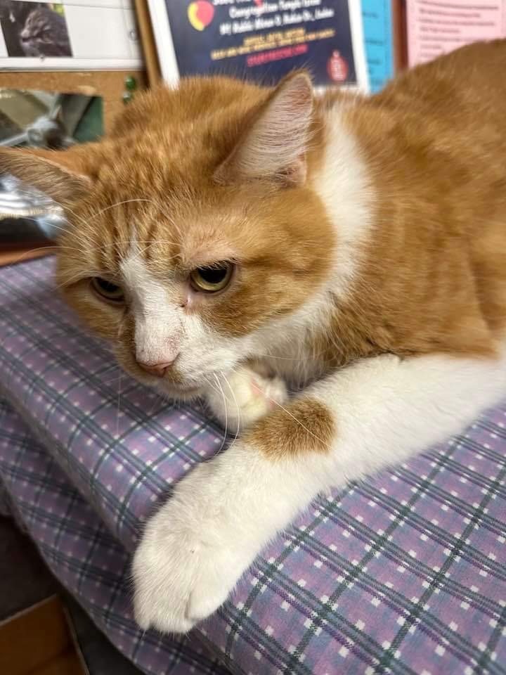 Cake fka Lenny, an adoptable Domestic Long Hair in Ballwin, MO, 63011 | Photo Image 3