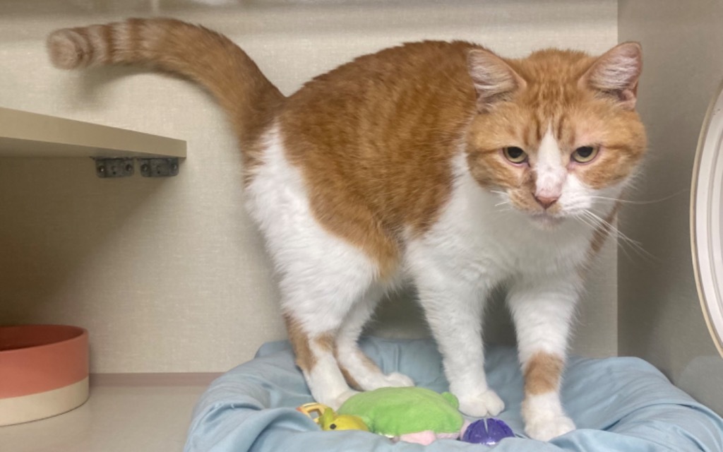 Cake fka Lenny, an adoptable Domestic Long Hair in Ballwin, MO, 63011 | Photo Image 4