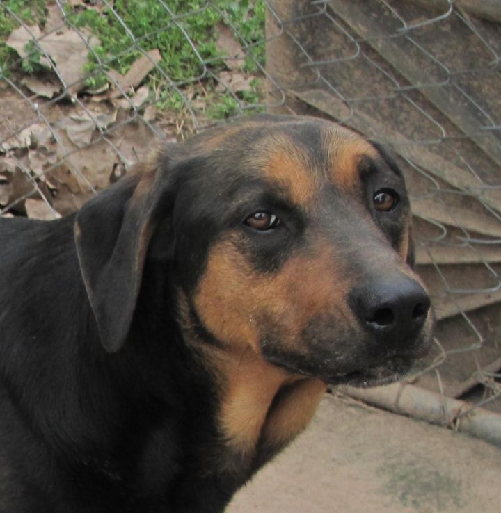 doberman pinscher lab mix