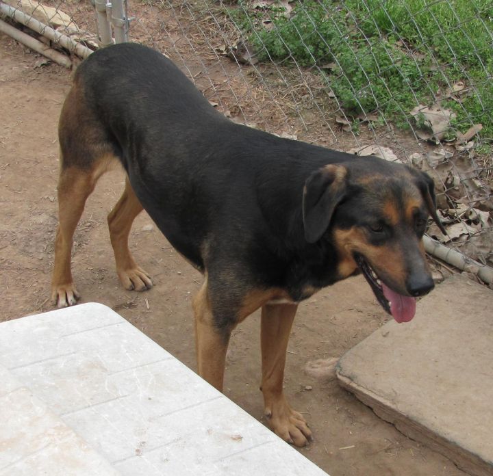 doberman pinscher lab mix