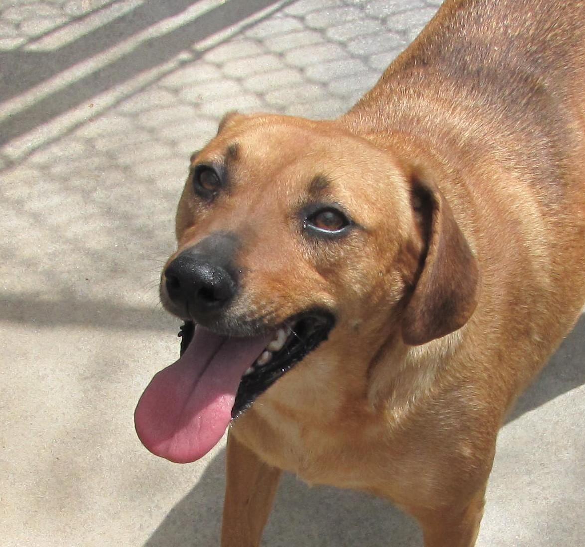 Flint, an adoptable Labrador Retriever in Oakland, AR, 72661 | Photo Image 1