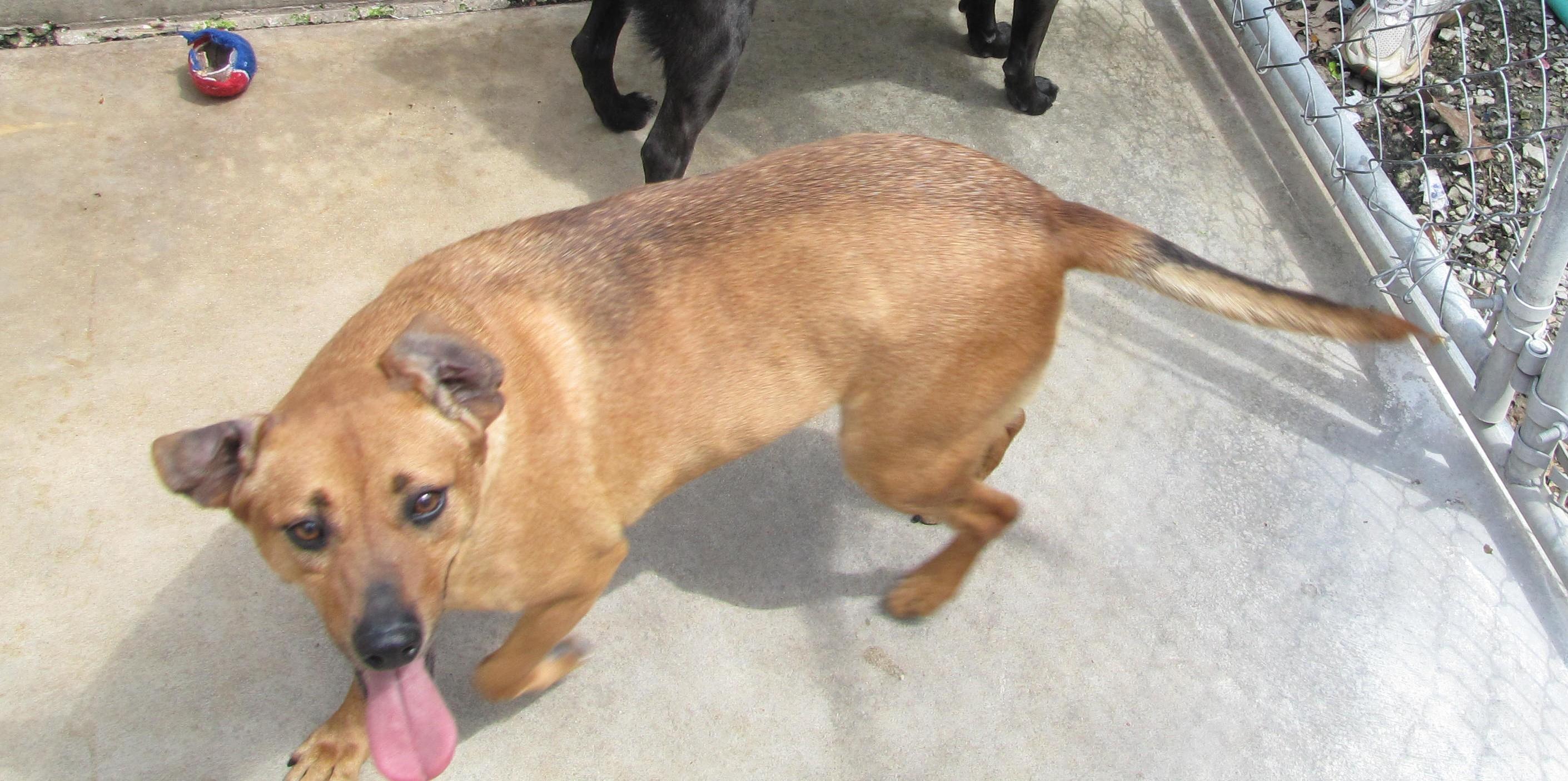 Flint, an adoptable Labrador Retriever in Oakland, AR, 72661 | Photo Image 2