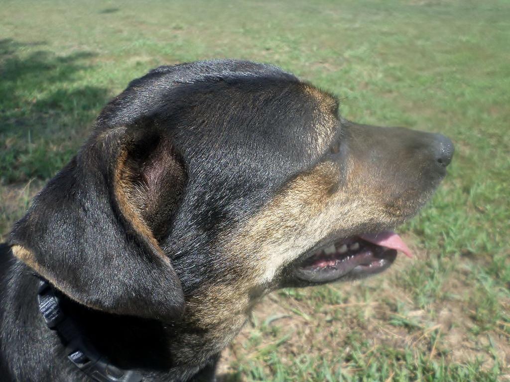 Flo, an adoptable Labrador Retriever in Oakland, AR, 72661 | Photo Image 2