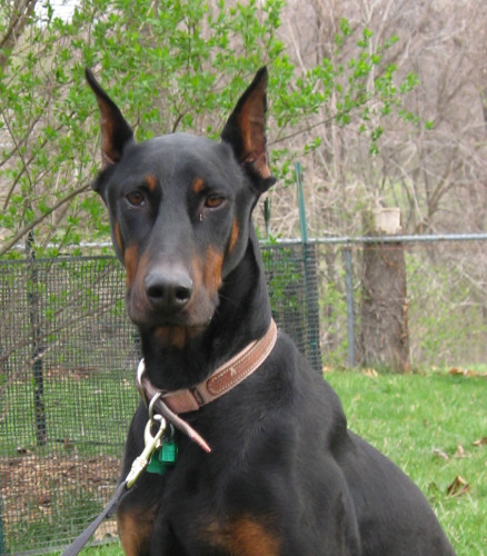 Dog for adoption - Jane Dobe, a Doberman Pinscher in Riverside, MO