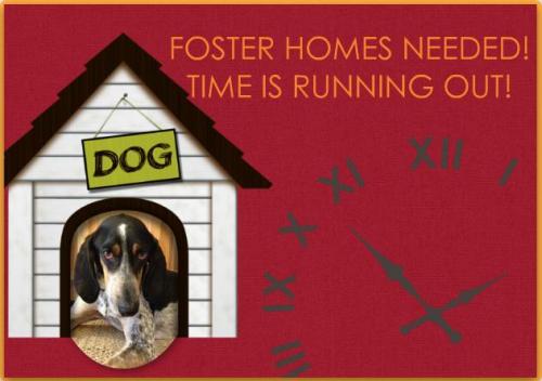 FOSTER HOMES NEEDED