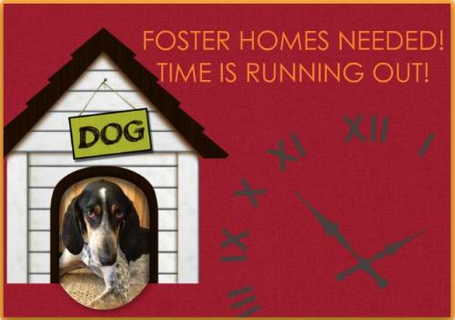 FOSTER HOMES NEEDED 1