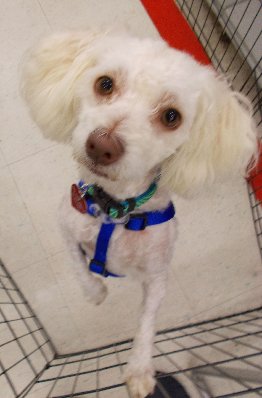 Carrie, an adopted Poodle in Bethesda, MD_image-1
