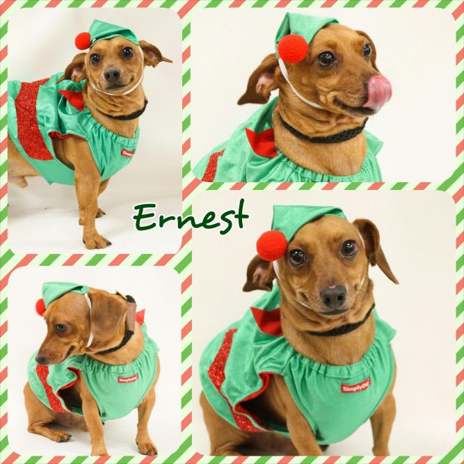 Ernest