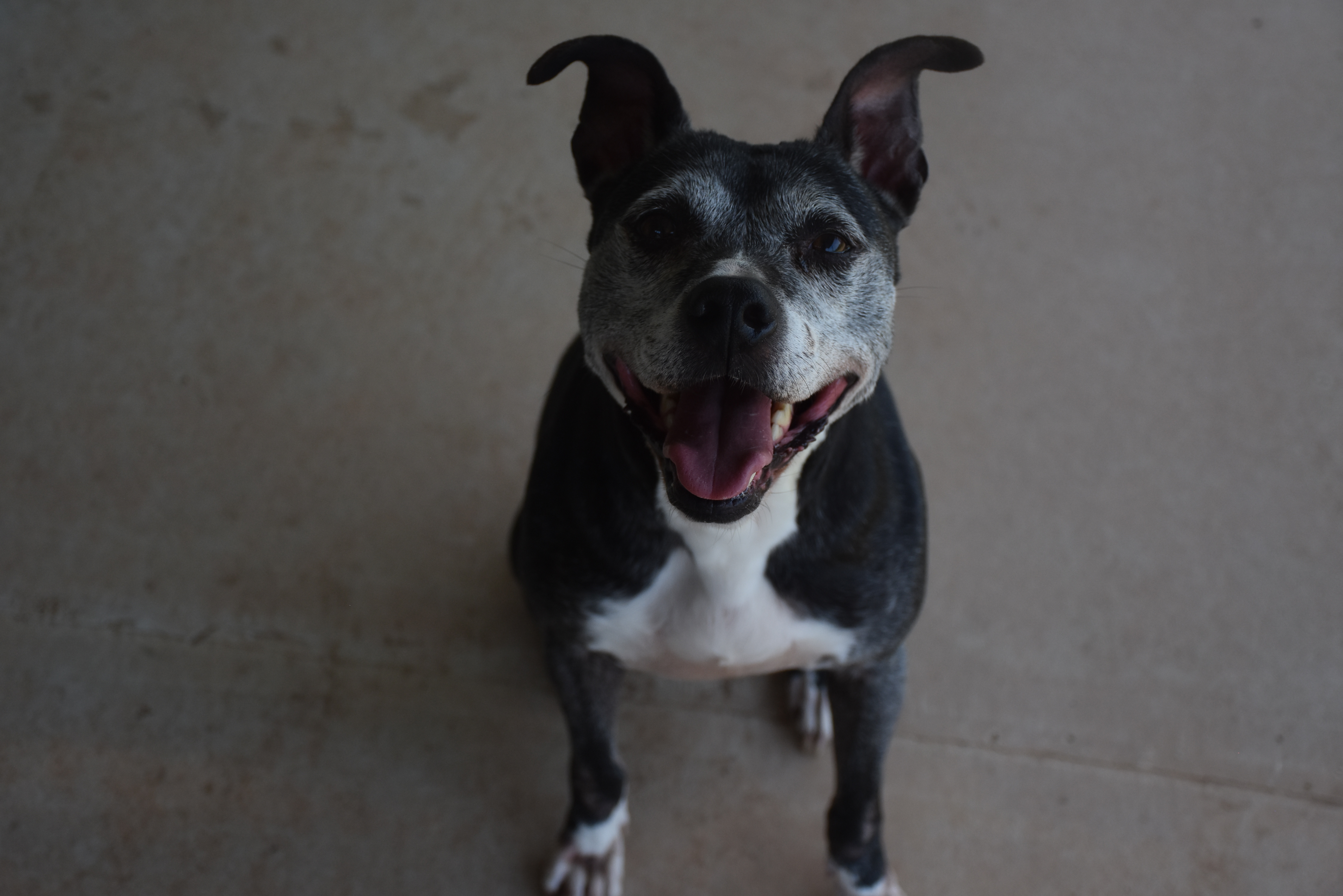 CASH, an adoptable Terrier in TROUTMAN, NC, 28166 | Photo Image 3
