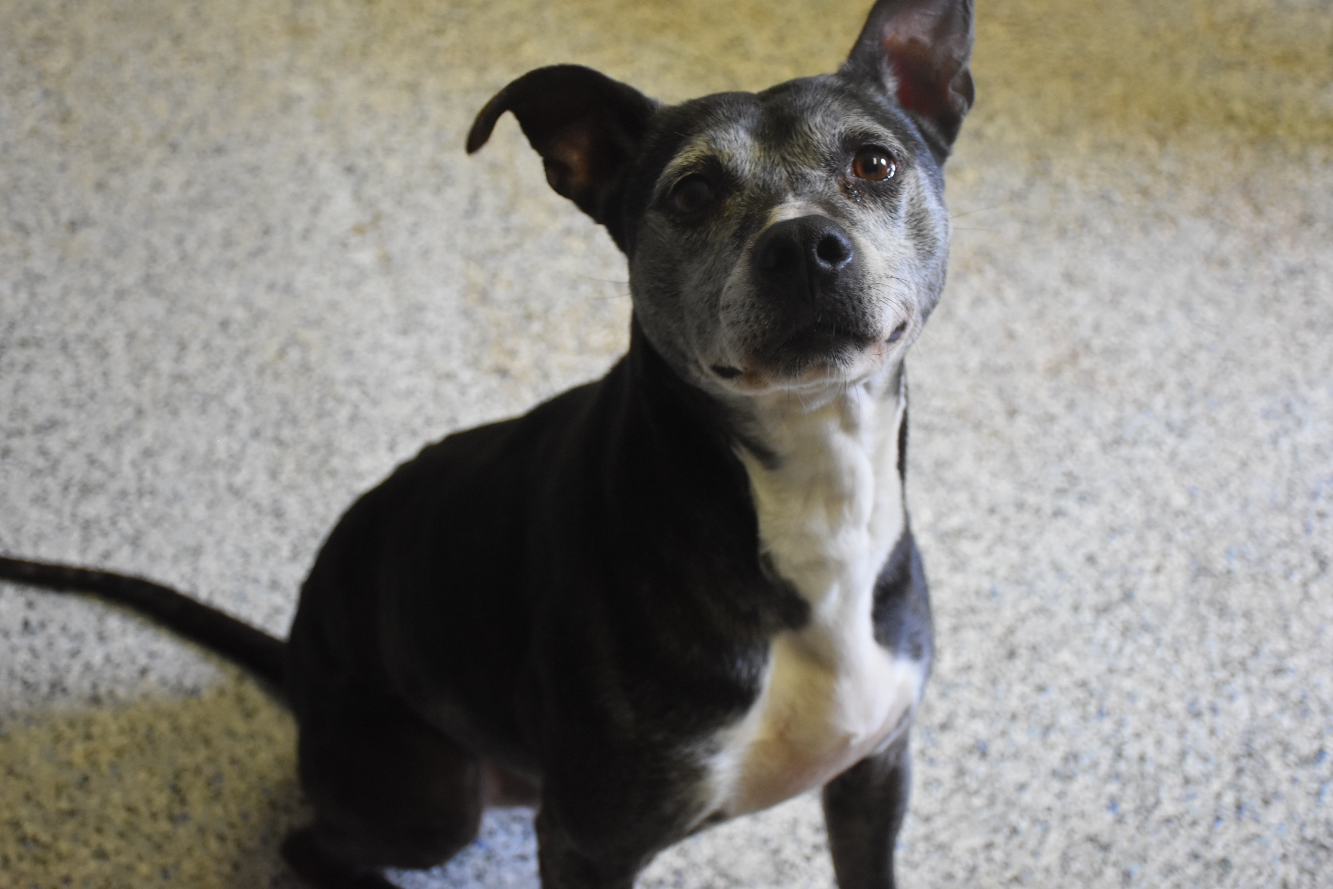 CASH, an adoptable Terrier in TROUTMAN, NC, 28166 | Photo Image 1