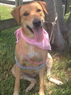 Cecilia, an adoptable Hound, Labrador Retriever in Davie, FL, 33328 | Photo Image 1