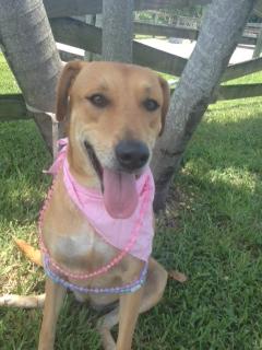 Cecilia, an adoptable Hound, Labrador Retriever in Davie, FL, 33328 | Photo Image 2