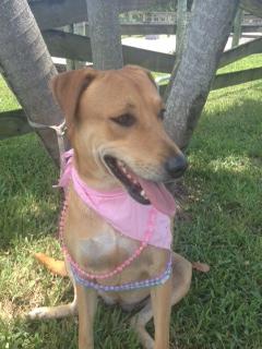 Cecilia, an adoptable Hound & Labrador Retriever Mix in Davie, FL_image-3