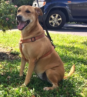 Cecilia, an adoptable Hound, Labrador Retriever in Davie, FL, 33328 | Photo Image 4