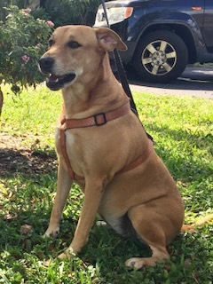 Cecilia, an adoptable Hound & Labrador Retriever Mix in Davie, FL_image-5