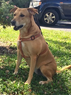 Cecilia, an adoptable Hound, Labrador Retriever in Davie, FL, 33328 | Photo Image 6