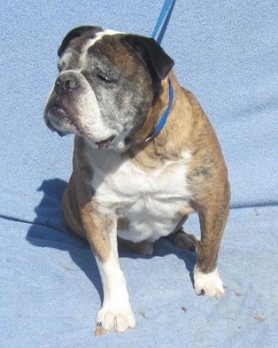 George, an adopted English Bulldog in Woodstock, GA_image-1