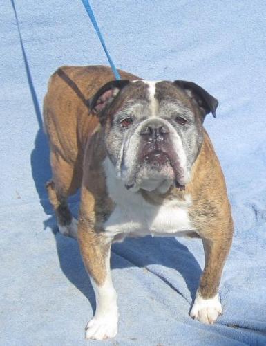 George, an adopted English Bulldog in Woodstock, GA_image-2