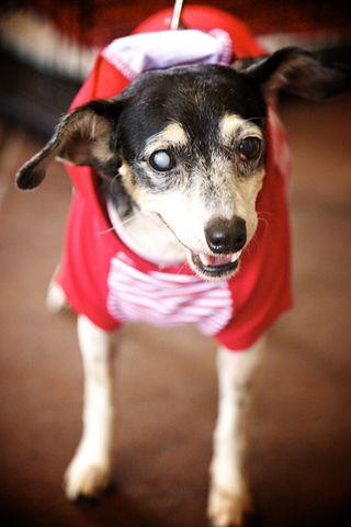 Disco - Diamond dog adoption fee $75 2