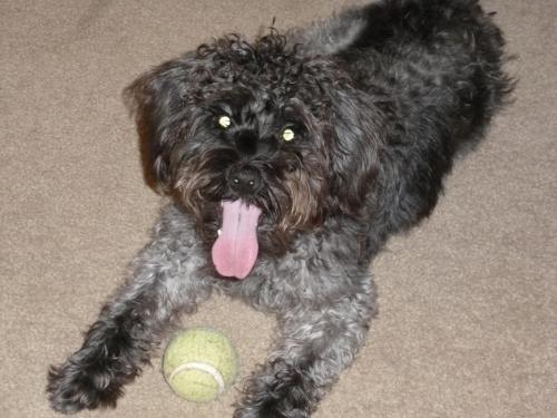 GA - Zip, an adopted Poodle & Schnauzer Mix in Jackson, NJ_image-1