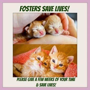 Foster Homes Needed for Adult Cats and Kittens!