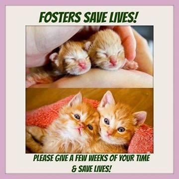 Foster homes for store cats