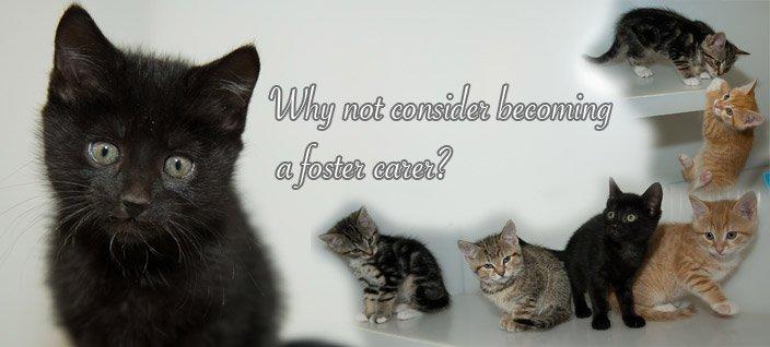 Foster Homes Needed for Adult Cats and Kittens!