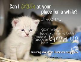 Foster Homes Needed for Adult Cats and Kittens! 4