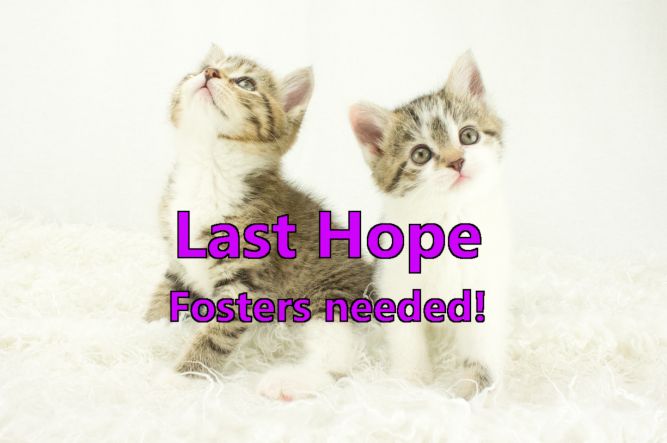 Foster homes for hot sale kittens near me