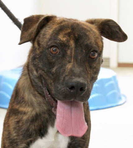 Lucky Girl, an adoptable Mountain Cur, Labrador Retriever in Godfrey, IL, 62035 | Photo Image 1