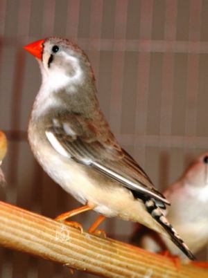 Zebra Finch