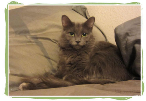 Lily, an adopted Nebelung in Orange, CA_image-1