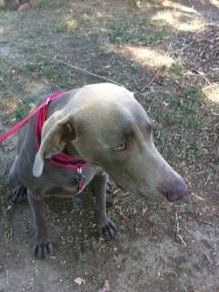 Lady Belle, an adopted Weimaraner in Colorado Springs, CO_image-1