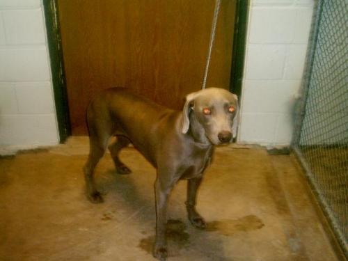 Lady Belle, an adopted Weimaraner in Colorado Springs, CO_image-3