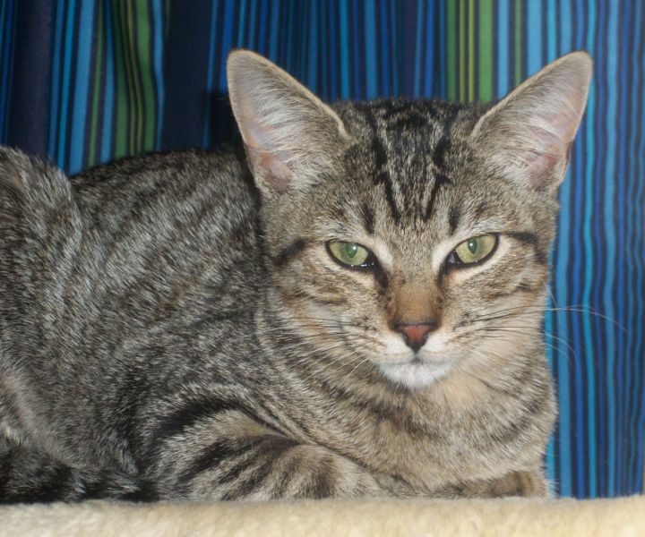 Percy - a real character & good with kids!, an adopted Tiger & Domestic Short Hair Mix in Hardy, VA_image-3