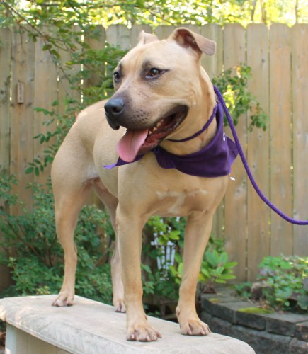 Chablis, an adopted Pit Bull Terrier in Albany, NY_image-1