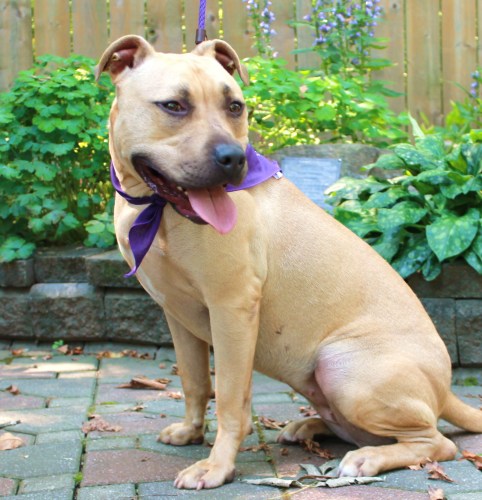 Chablis, an adopted Pit Bull Terrier in Albany, NY_image-3