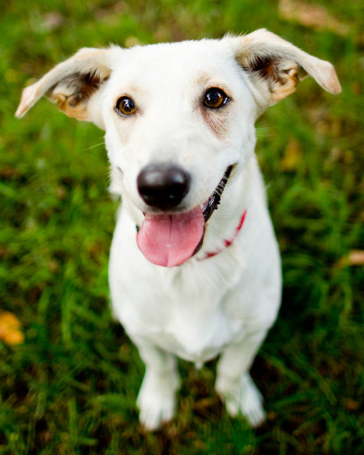 Bella, an adopted Yellow Labrador Retriever & Dachshund Mix in Winston-Salem, NC_image-1