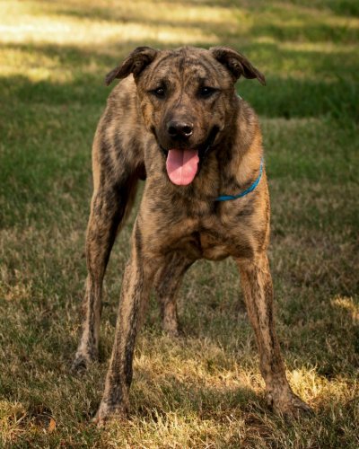 Dusty, an adopted American Staffordshire Terrier & Labrador Retriever Mix in Memphis, TN_image-2