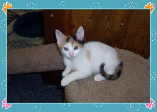 Sophie - A VERY PRETTY LITTLE GIRL!!, an adoptable Calico in South Plainfield, NJ, 07080 | Photo Image 2