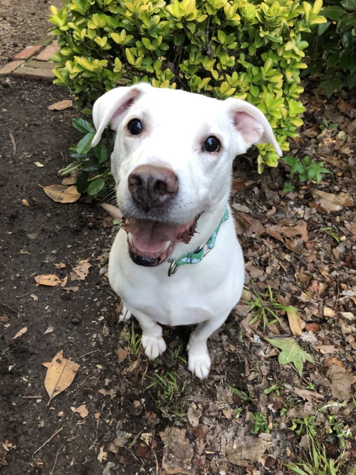 Dog For Adoption Kellan A Labrador Retriever American Bulldog Mix In Wilmington Nc Petfinder