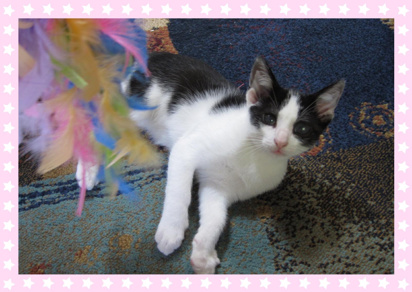 Gus - SUCH A HANDSOME BOY!!!!, an adoptable Domestic Short Hair in South Plainfield, NJ, 07080 | Photo Image 1